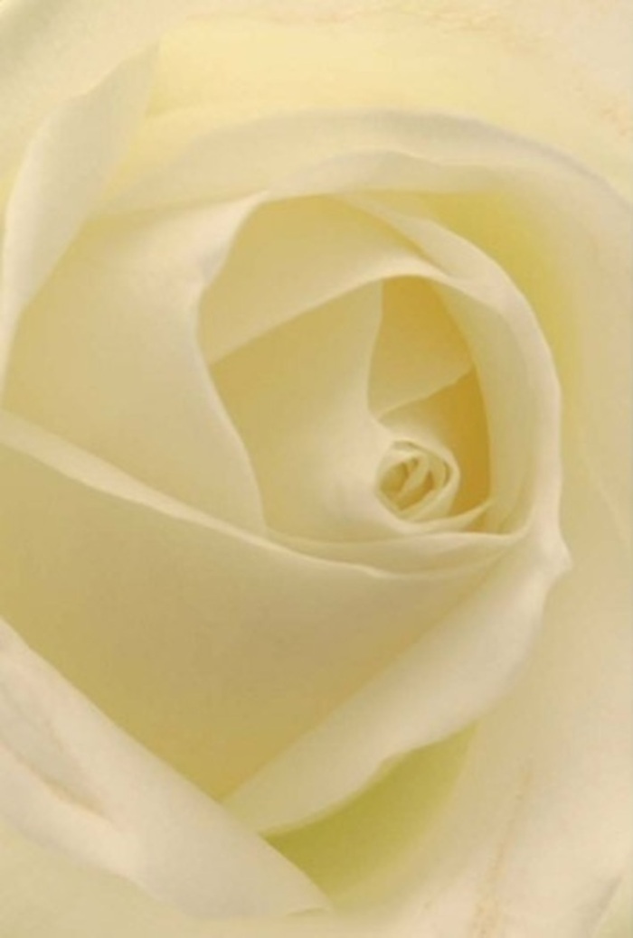 Gazing closely at this pristine white rose, one becomes captivated by its haze of softness and the layered artistry of each petal, mirroring the sophistication found along the Docklands waterfront. Shades of cream and ivory are flawlessly blended, illuminated by a mellow light that seems to flow from within the bloom-like morning sunshine along the riverside. The petals form a tranquil, harmonious spiral at the centre, evoking purity and quiet perseverance, making this the ideal floral gesture for expressing love, new beginnings, or deep sympathy. For Docklands' vibrant community, such a rose stands as a reminder of the area's balance between serenity and resilience. The scent is imagined as fresh and almost ethereal, a subtle presence in the air that resonates with grace and sincerity. The impeccable symmetry and interplay of light and shadow-crafted by skilled local hands-elevate the flower, making it a perfect centrepiece for weddings near Royal Victoria Dock, or a heartfelt gift delivered to homes and businesses throughout Docklands.